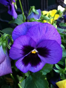 Mammoth Blue-ti-ful Pansy