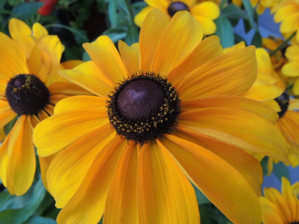 Gloriosa daisy--photo copyright Anne Underwood Enslow