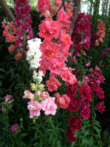 Delphiniums at NYBG--photo copyright Anne Underwood Enslow