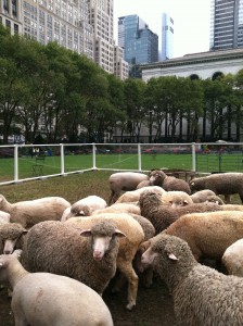 Sheep in Bryant Park for Prince Charle's Campaign for Wool