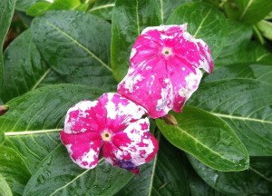 Hurricane Sandy vincas 