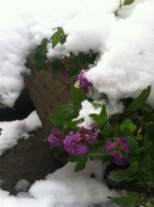 Nor'easter butterfly bush snow