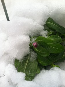 vinca snow nor'easter