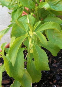 Stevia grown from seed