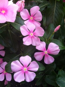 Vincas