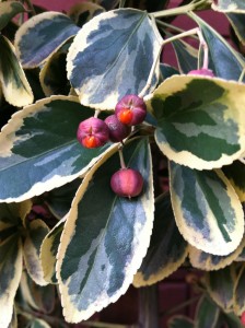 Euonymus berries in winter