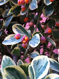 Euonymus japonicus Chollipo berries