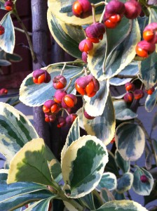 Euonymus japonicus Chollipo berries