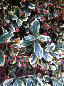 Euonymus japonicus Chollipo berries