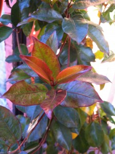 Mandevilla in December