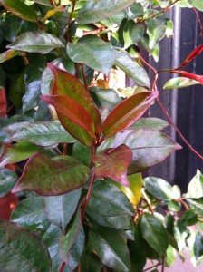 Show off! Mandevilla in late December