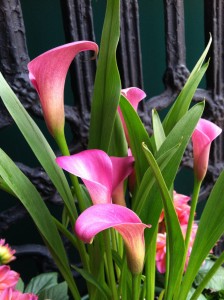 Ruby Sensation calla lilies