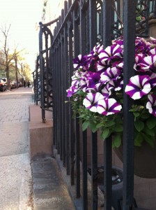 A basket of Peppy Blue Star petunias hanging from the railing