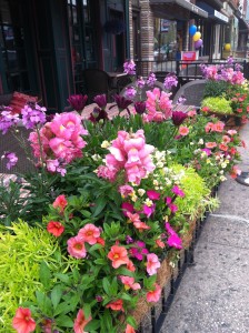 Jane's flower boxes at S. Sullivan's