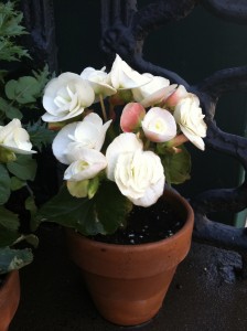 Rieger begonias