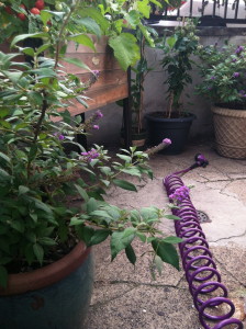 My new, improved hose from Gardener's Supply Company--"drinking water safe."