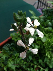 arugula flowers