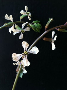 arugula flowers