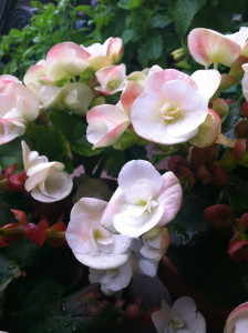 Rieger begonias