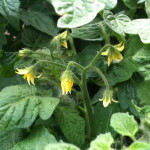 Tomato flowers--photo copyright Anne Underwood Enslow