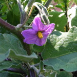 Eggplant flower--photo copyright Anne Underwood Enslow