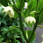 Pepper flowers--photo copyright Anne Underwood Enslow