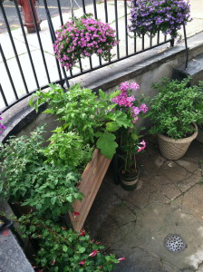 A month after planting, the greens in my self-watering Standing Garden from Gardener's Supply Company were flourishing.