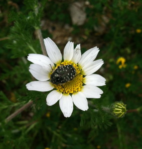 Beetle and daisy--photo copyright Anne Underwood Enslow