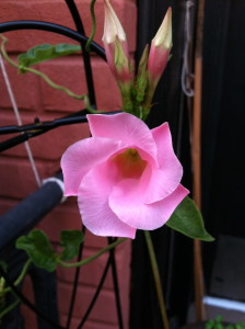 Sun Parasole Giant Pink Mandevilla from the Suntory Collection