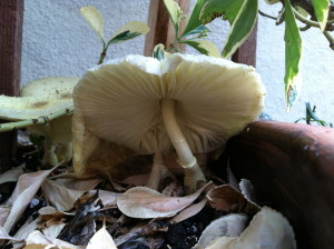 Leucocoprinus birnbaumii--photo copyright Anne Underwood Enslow