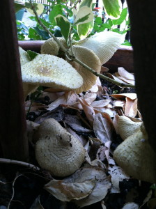 Fungus among us