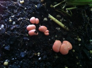 Lycogala epidendrum slime mold--photo copyright Anne Underwood Enslow