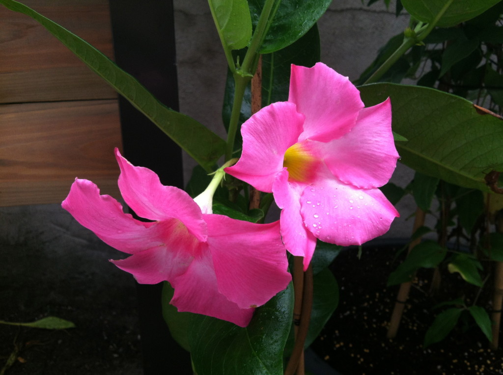 Sun Parasol Giant Pink Mandevilla from the Suntory Collection