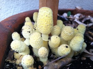 Leucocoprinus birnbaumii--photo copyright Anne Underwood Enslow