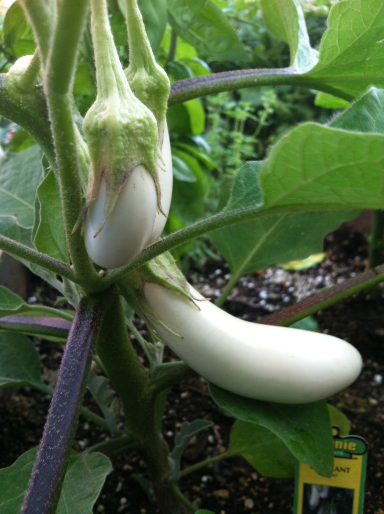 Gretel eggplant