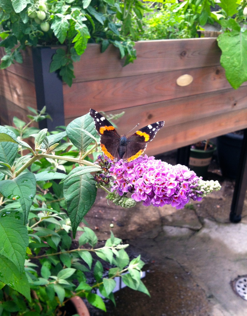 Red admiral butterfly on the Proven Winners Lo and Behold butterfly bush--copyright Anne Underwood Enslow