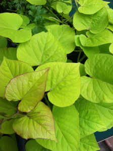 Sweet potato vines