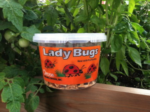 Ladybugs form Orcon