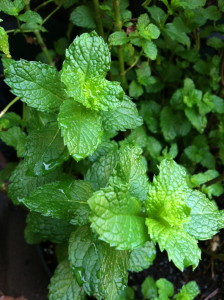 Spearmint