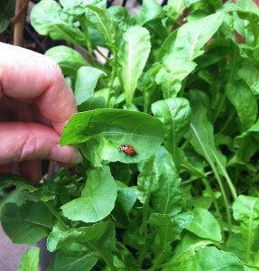 Ladybug on the arugula--photo copyright Anne Underwood Enslow