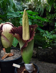 This "corpse flower" in the Berkeley Botanical Garden lived up to its name in 2009, delivering a gut-churning smell.