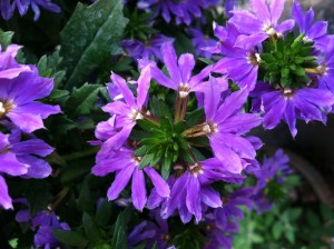 Scaevola--photo copyright Anne Underwood Enslow