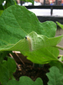 Caterpillar--photo copyright Anne Underwood Enslow