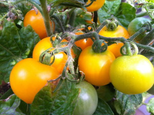 Yellow tomatoes--photo copyright Anne Underwood Enslow