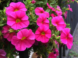 Calibrachoa