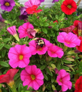 Bee pollinating calibrachoa--photo copyright Anne Underwood Enslow