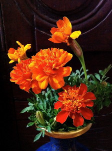 Marigolds--photo copyright Anne Underwood Enslow