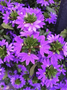 Scaevola--photograph copyright Anne Underwood Enslow