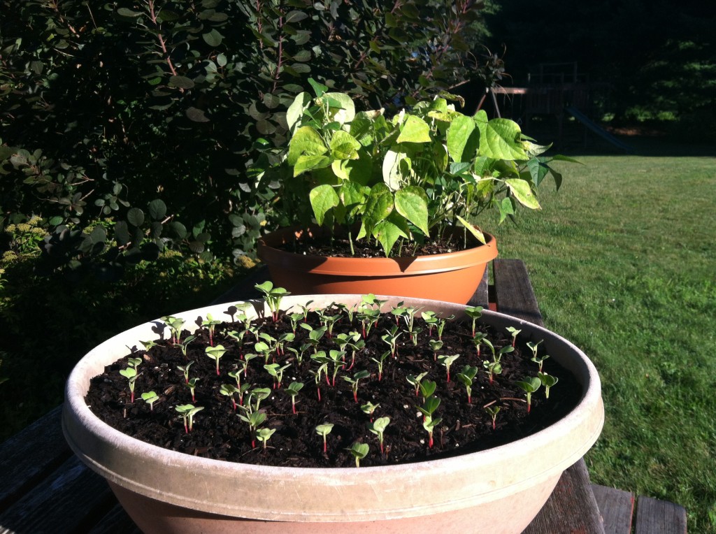 Radishes and bush beans