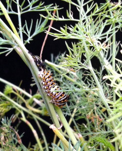 black swallowtail butterfly